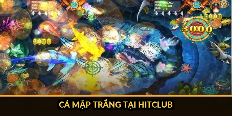 So sánh thông số Bạch Tuộc Vua và Cá Mập Hitclub
